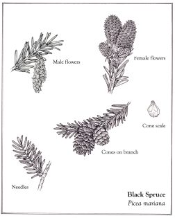 Black spruce Picea mariana cones flowers needles