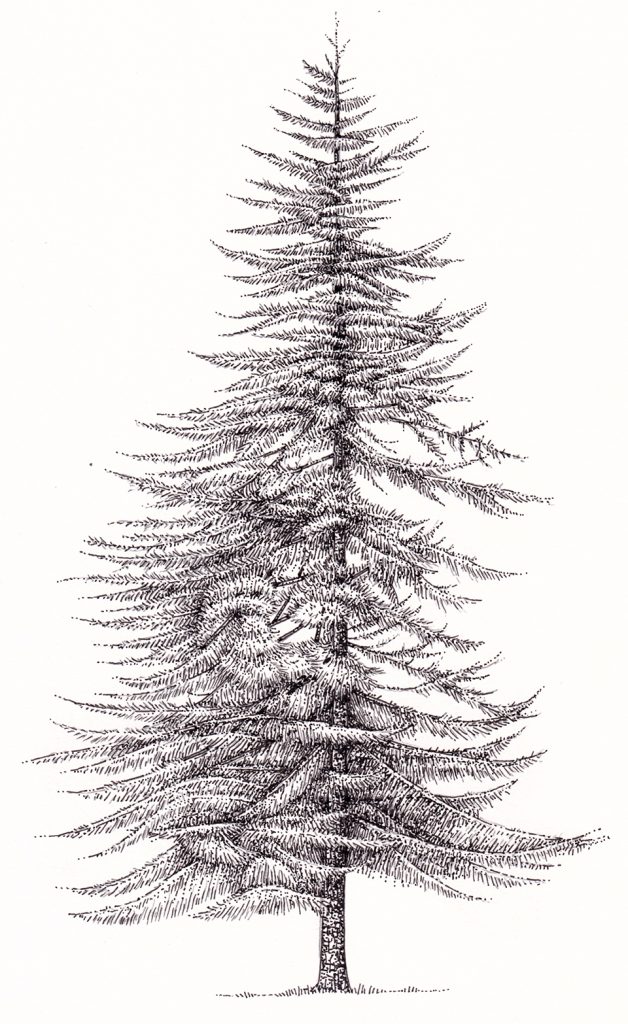 Dahurian Larch Larix gmelinii tree - Lizzie Harper