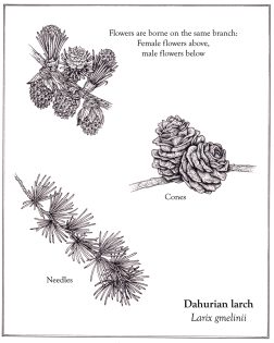 Dahurian larch Larix gmelinii details in layout with text