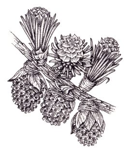 Dahurian larch Larix gmelinii flowers and strobilus