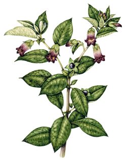 Deadly nightshade Atropa belladonna