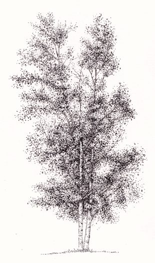 Downy birch