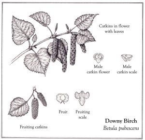 Downy birch Betula pubescens