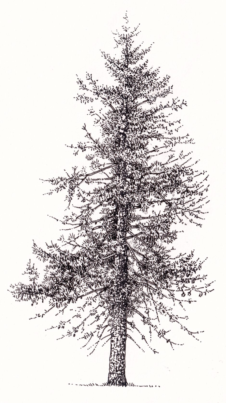 Jack Pine Pinus banksia tree - Lizzie Harper