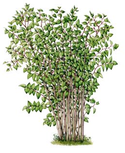 Japanese knotweed stand Reynoutria japonica Fallopia japonica – SOLD –