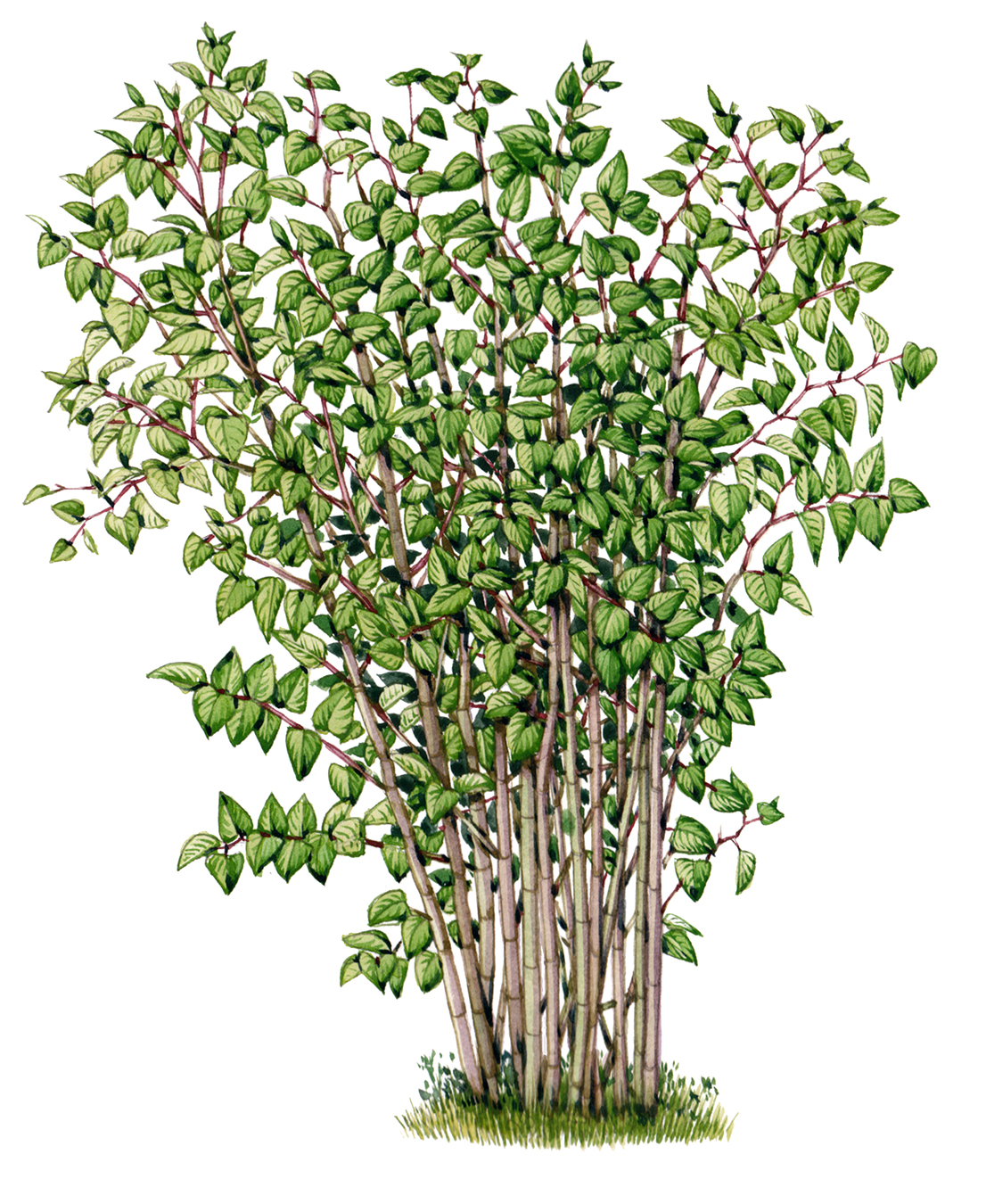 Japanese knotweed stand