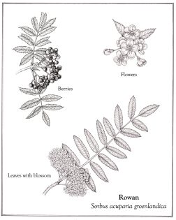 Rowan Sorbus acuparia groenlandica details with text