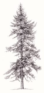 Siberian larch Larix sibirica tree – SOLD –