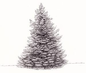 White Spruce Picea glauca tree