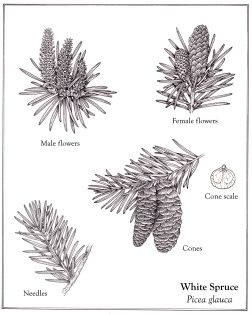 White spruce Picea glauca details with text