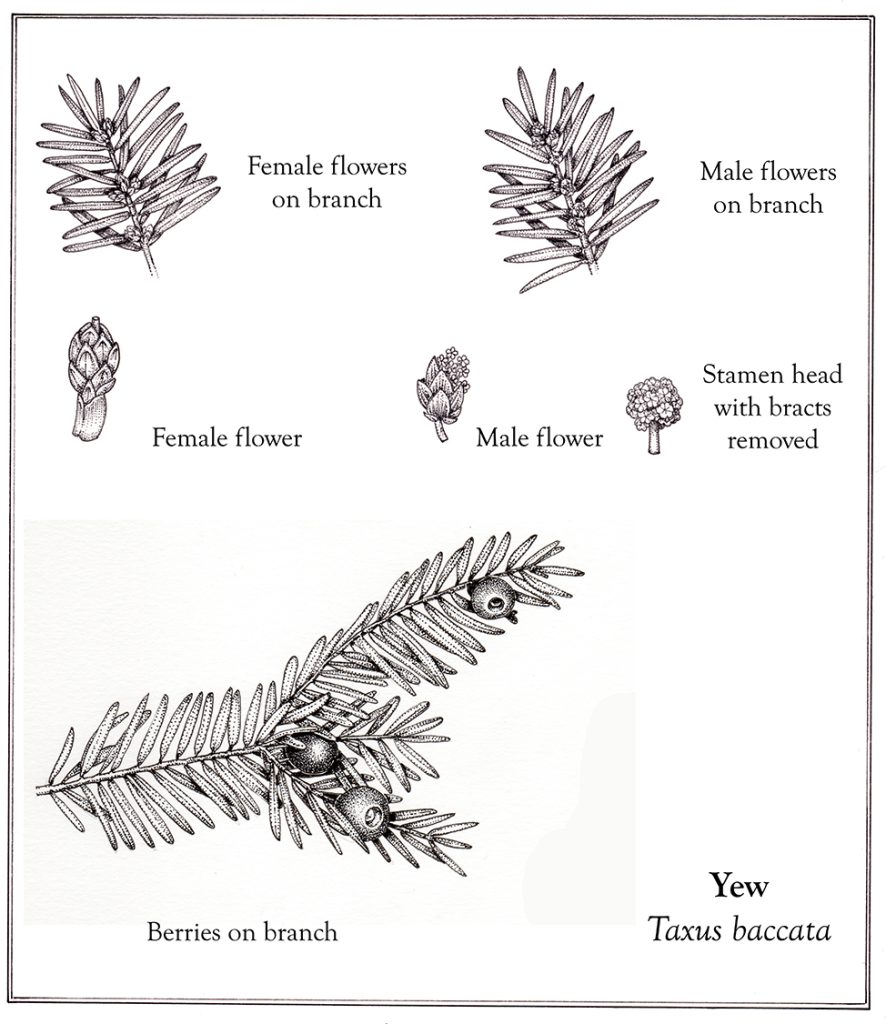 Yew Taxus baccata flower details layout - Lizzie Harper