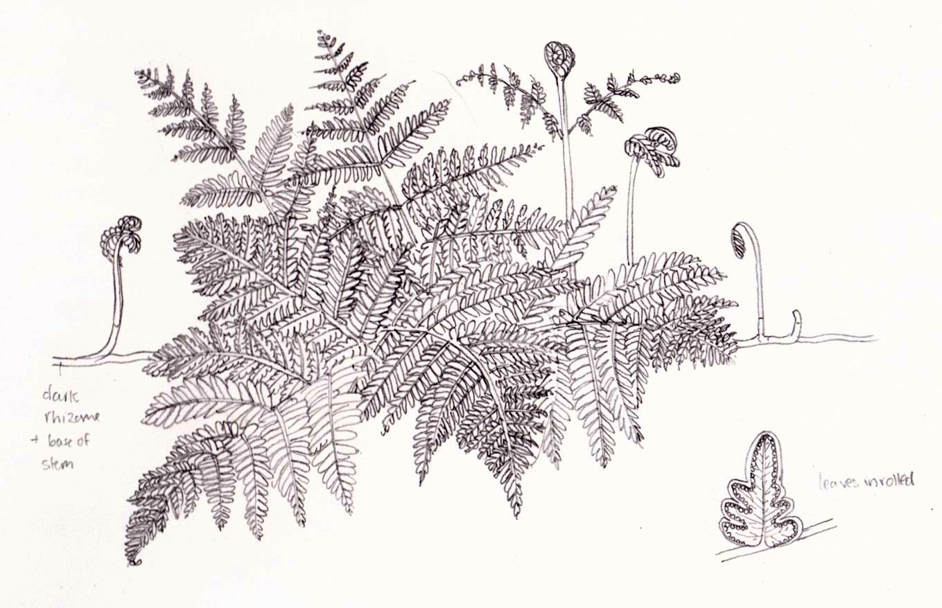 Illustrating Bracken and Ferns Lizzie Harper