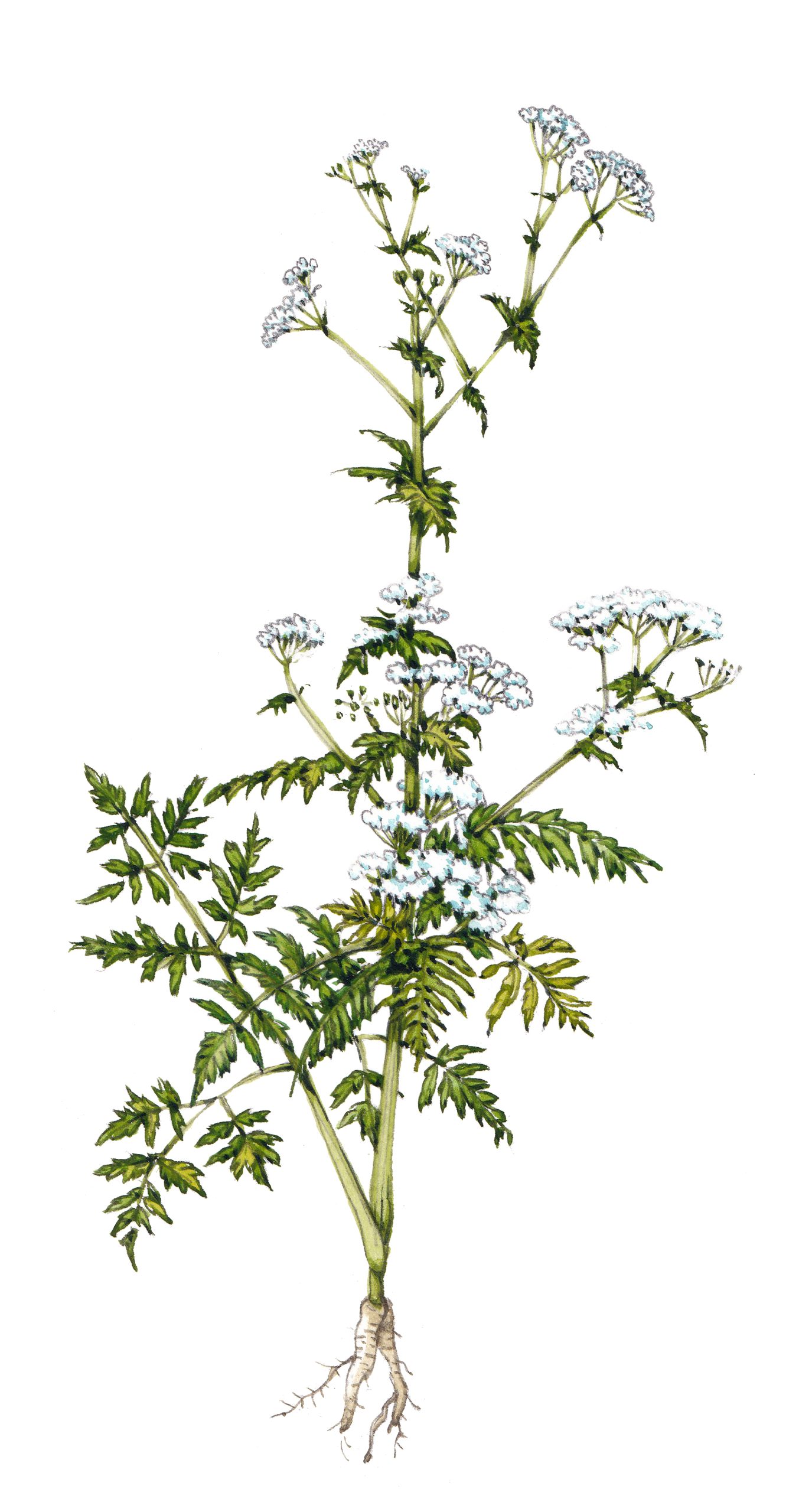 Cow parsley Anthriscus sylvestris finished - Lizzie Harper