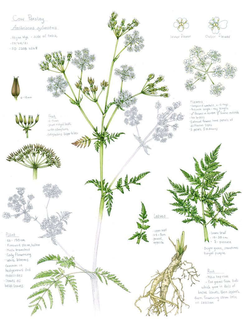 cow parsley: all about an umbellifer - lizzie harper