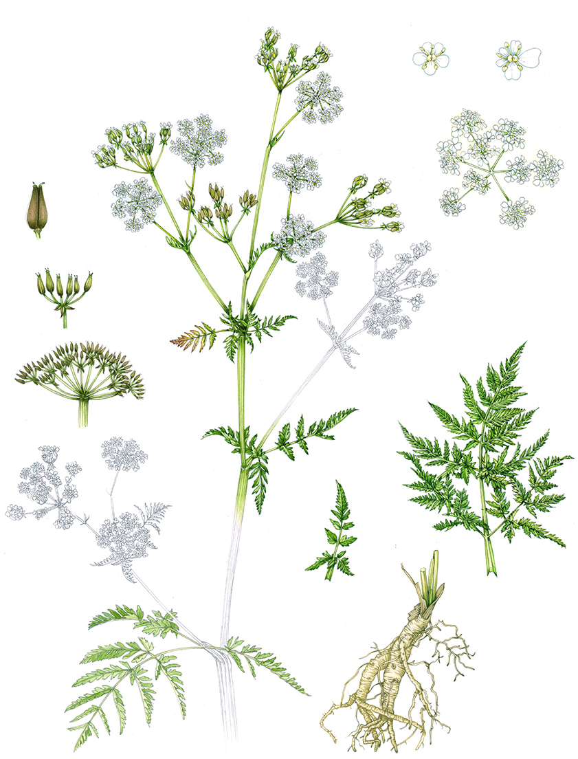 Cow parsley Anthriscus sylvestris sketchbook study - Lizzie Harper