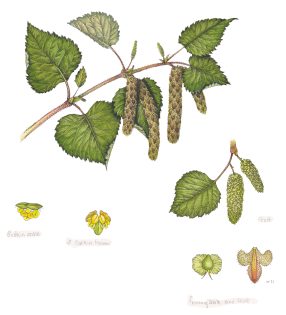 Downy birch Betula pubescens – SOLD –