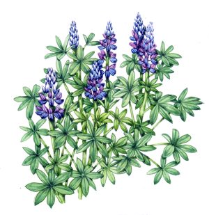 Alaskan lupin Lupinus nootkanensis plant