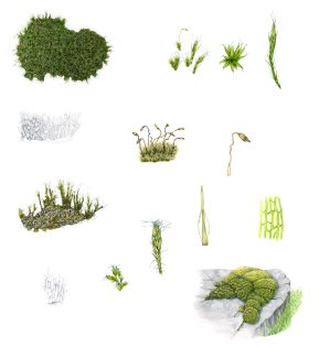 Heath Star-moss study