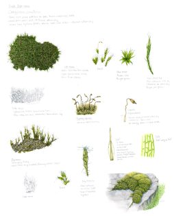Heath Star-moss study with notes