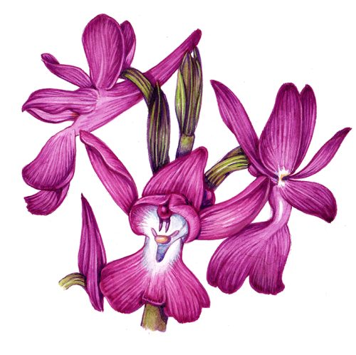 Jersey orchid