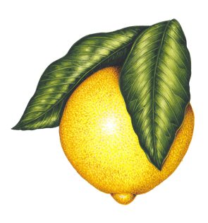 Lemon with leaves