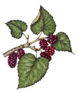 Mulberry Morus nigra berries and leaves