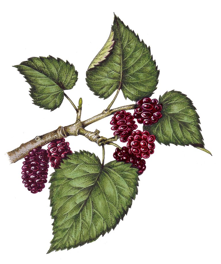 Mulberry Morus nigra berries and leaves Lizzie Harper