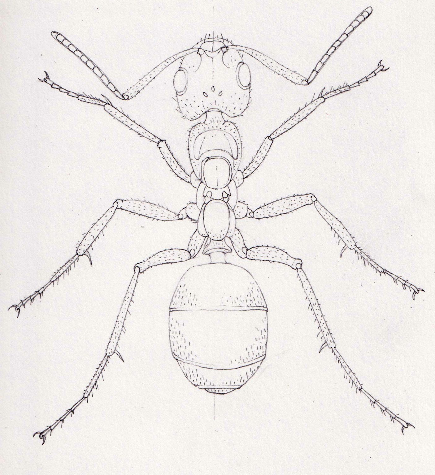 Wood Ants Illustrating a guide to the wood ants of the Cairngorms