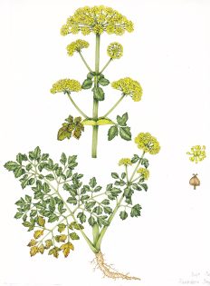 Alexanders Smyrnium olusatrum