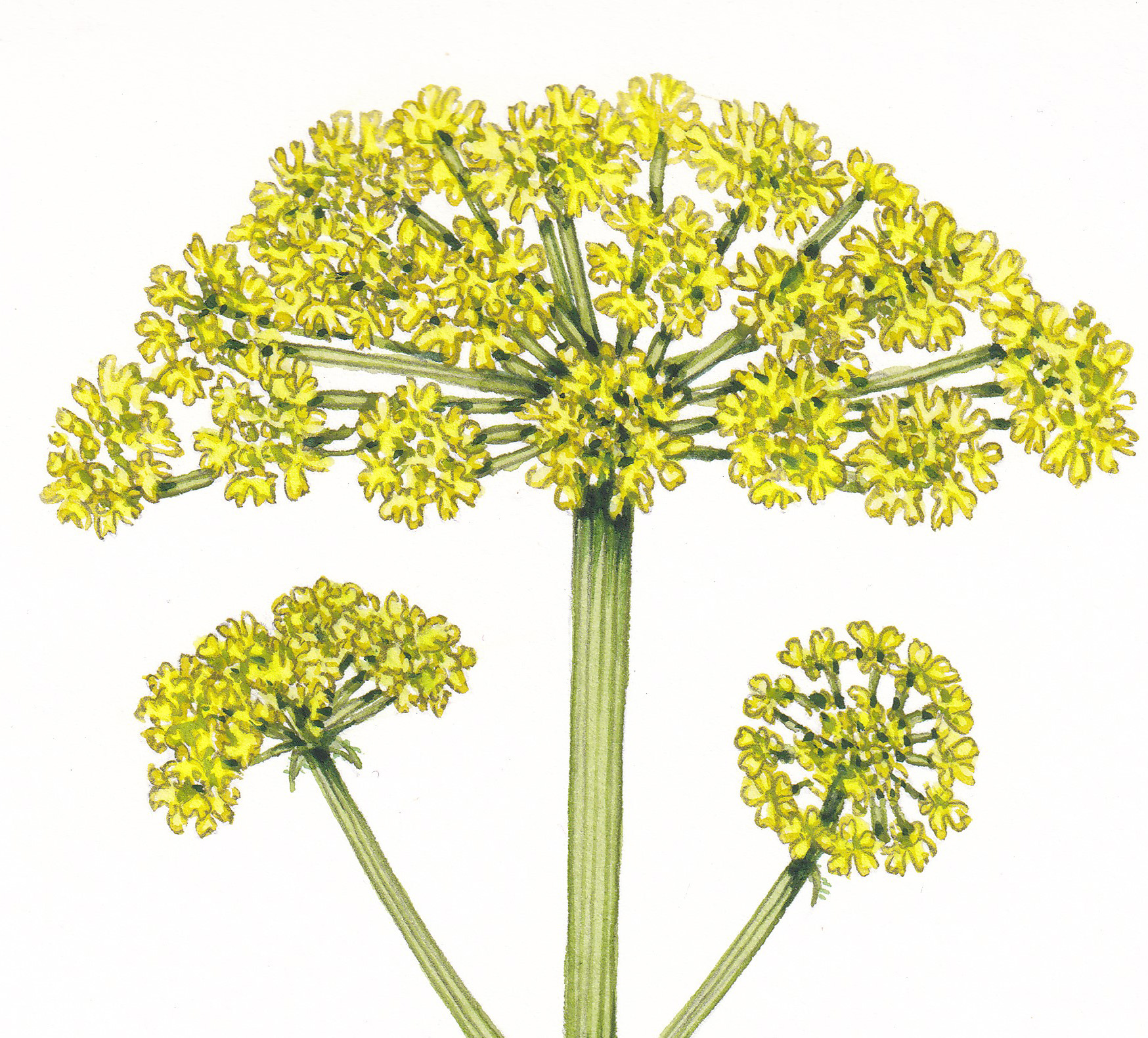Alexanders
