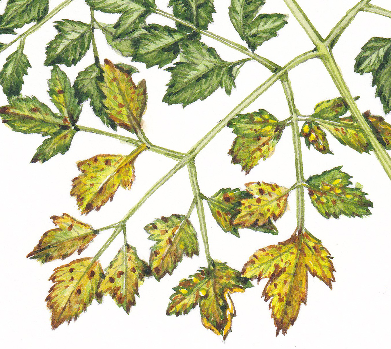Alexanders