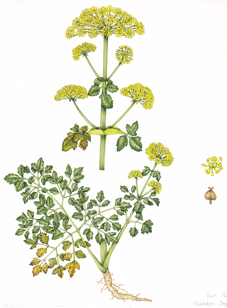 Alexanders