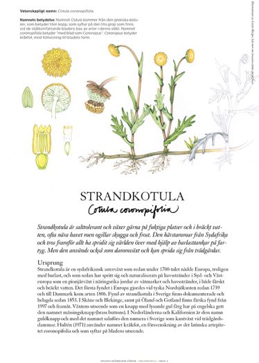 Invasive Plant Sketchbook Studies