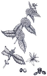 Coffee plant Coffea arabica