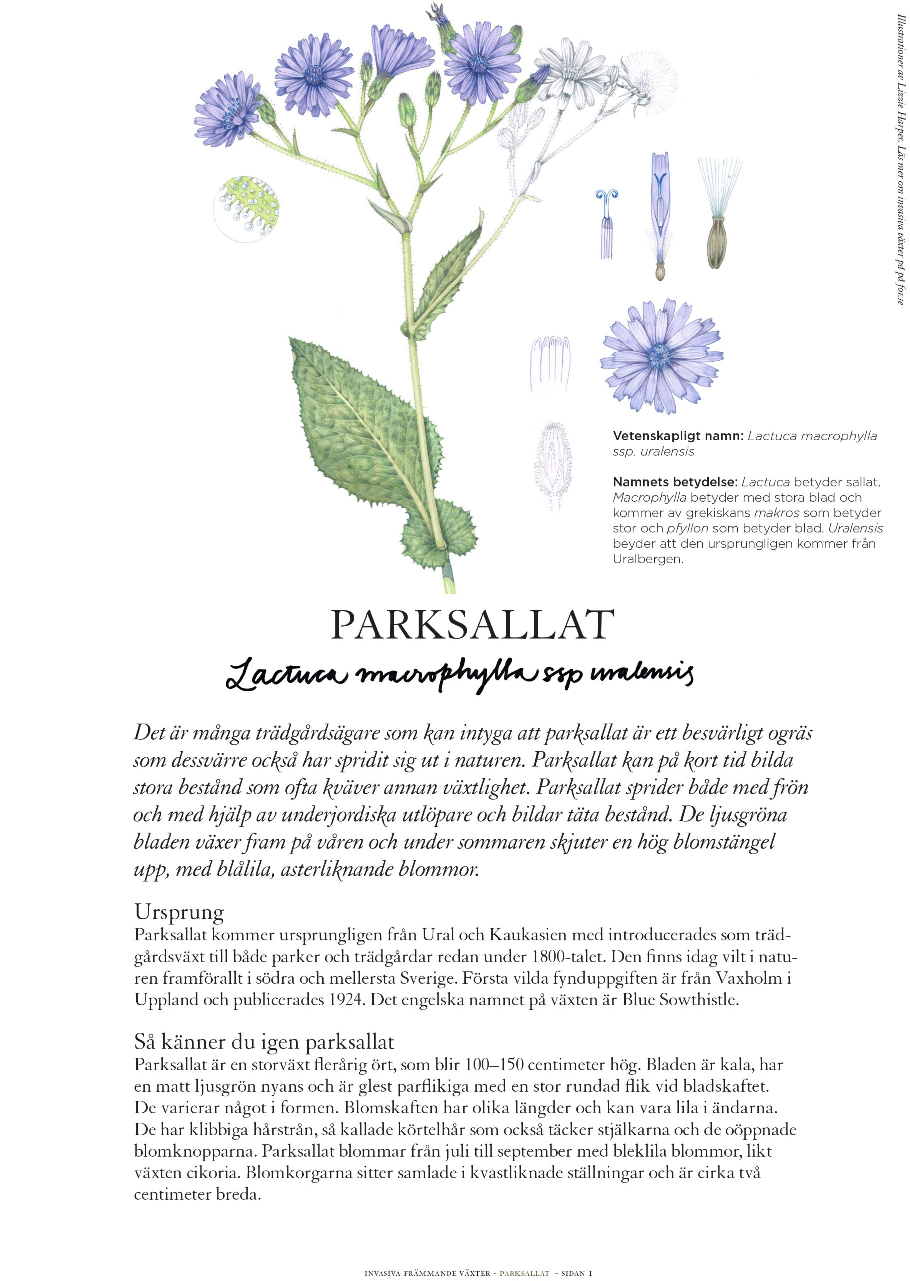 Invasive Plant Sketchbook Studies