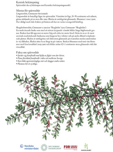 Spreading Cotoneaster