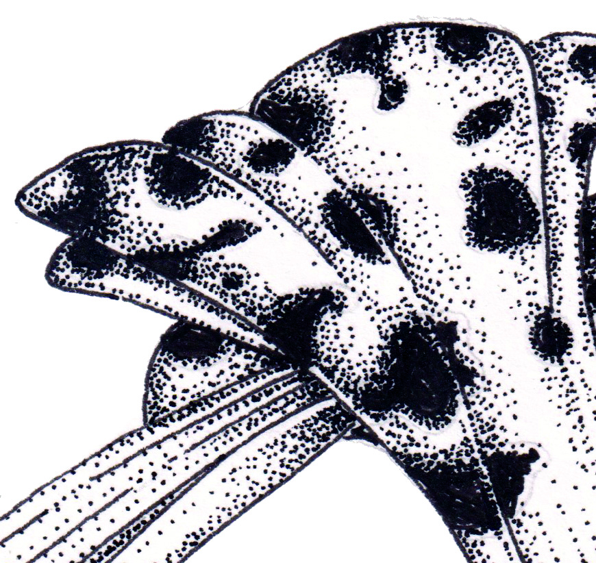 Cycnoches guttulatum