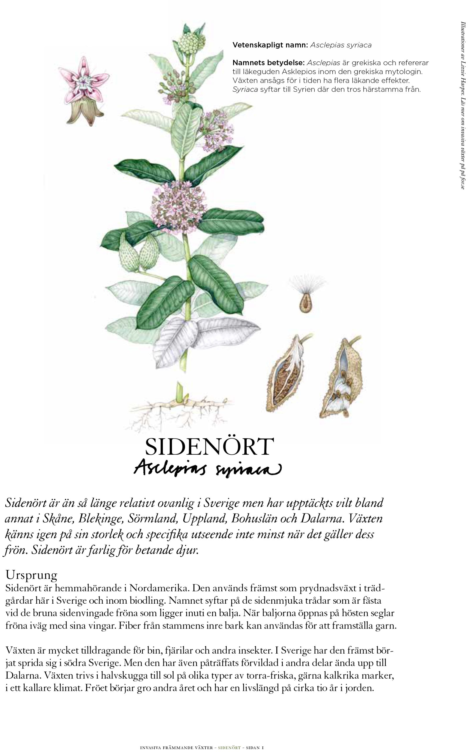 Invasive Plant Sketchbook Studies