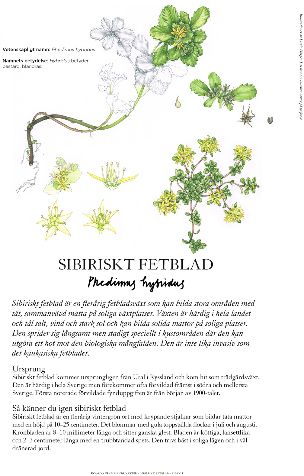 Invasive Plant Sketchbook Studies