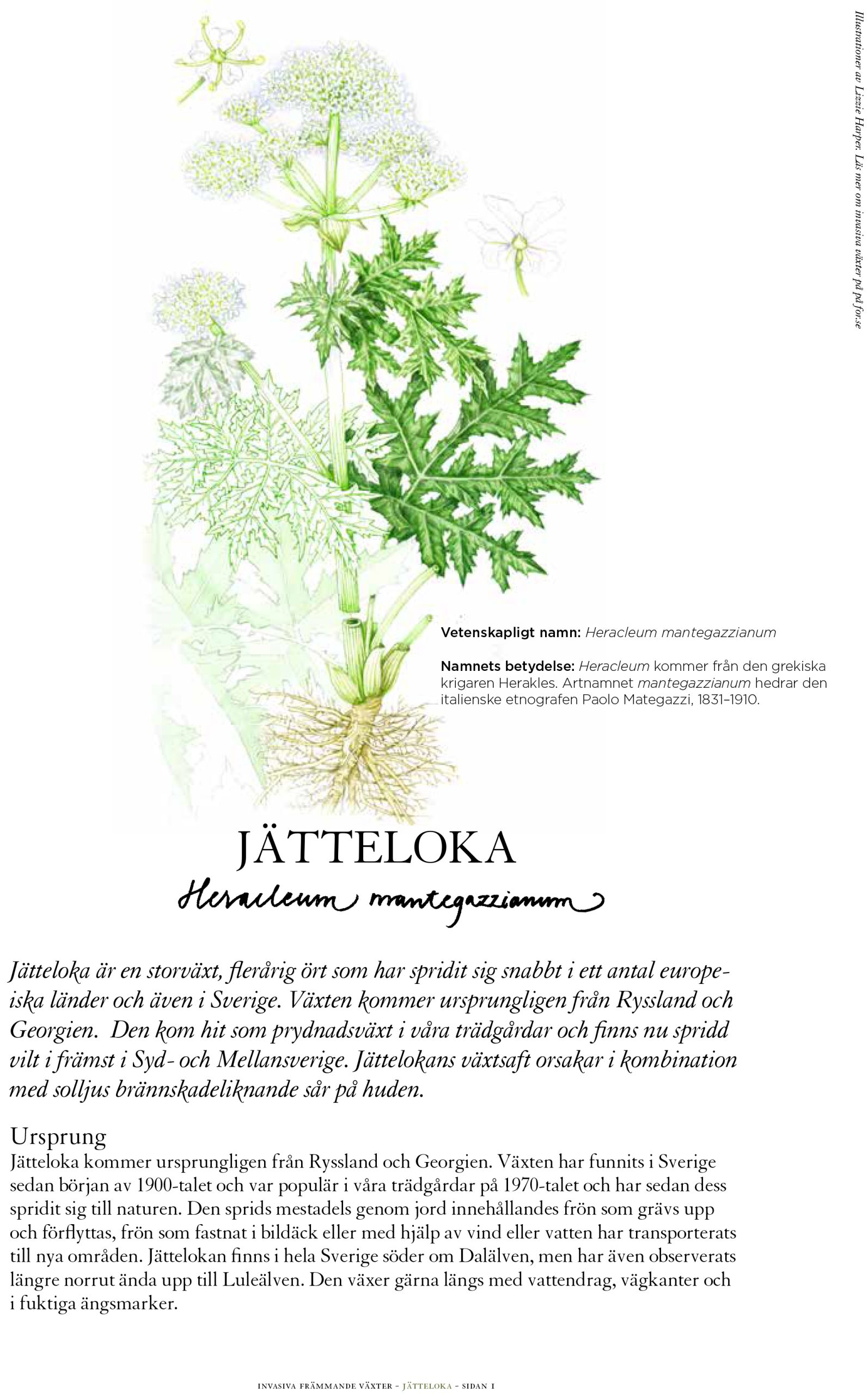 Invasive Plant Sketchbook Studies