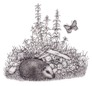 Hedgehog Erinaceus europaeus with log pile and nettles – SOLD –