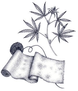 Hemp cloth string and plant Cannabis sativa