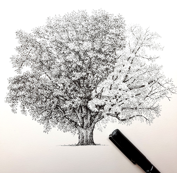 Hidden universe oak tree in progress Quercus robur - Lizzie Harper