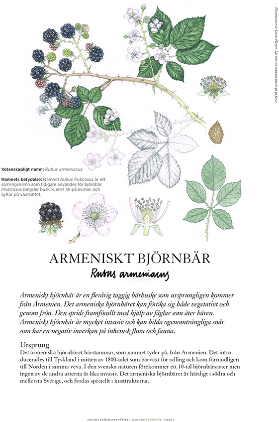 Invasive Plant Sketchbook Studies