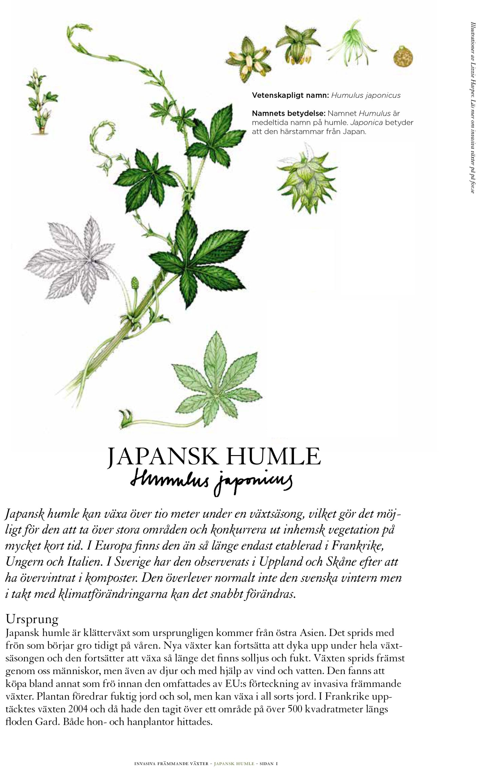 Invasive Plant Sketchbook Studies