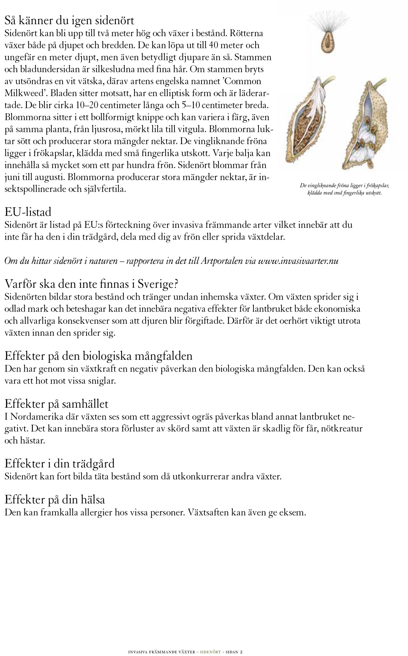 Milkweed sketchbook study