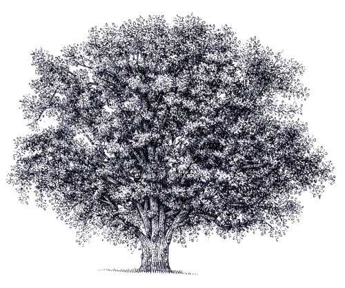 oak tree Quercus