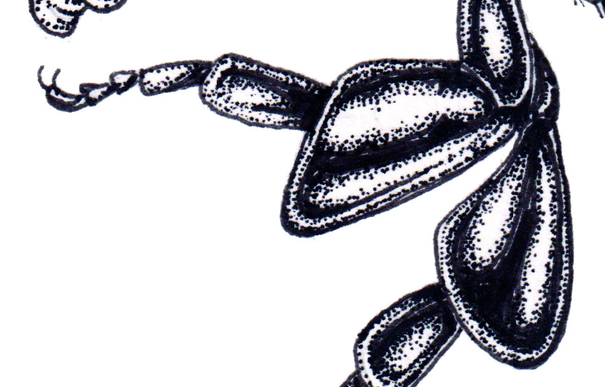 Cycnoches guttulatum