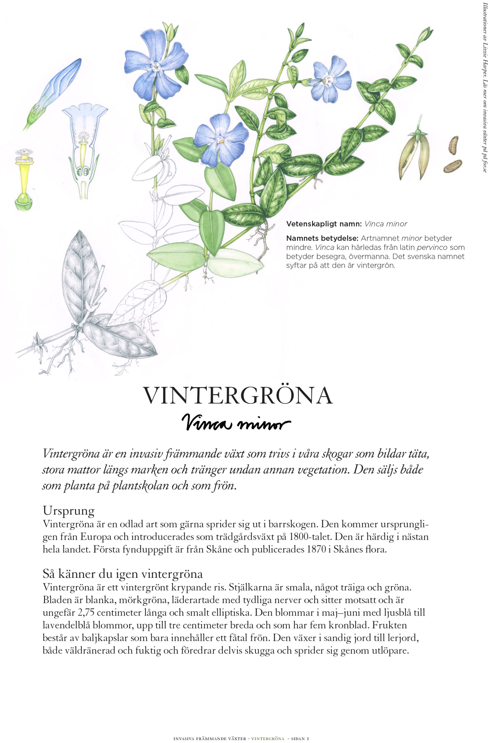 Invasive Plant Sketchbook Studies