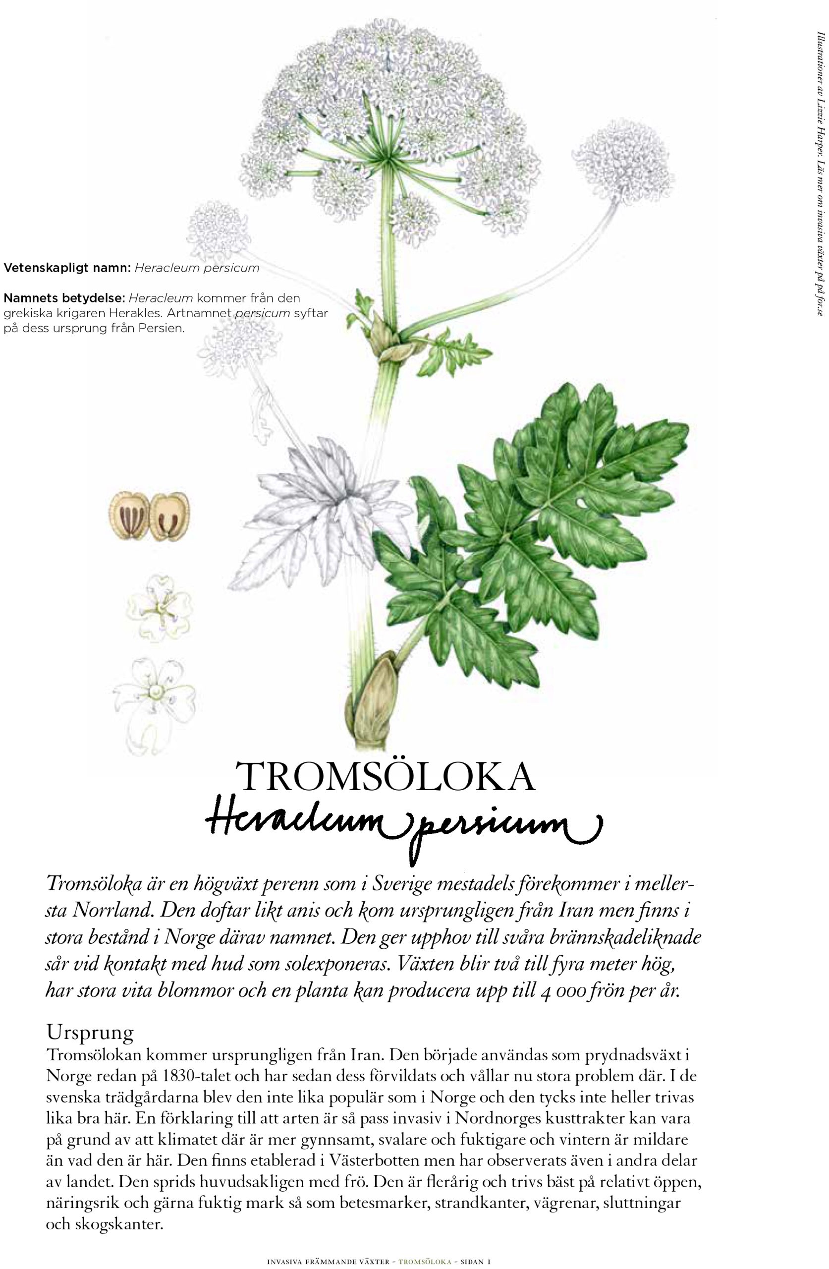 Invasive Plant Sketchbook Studies